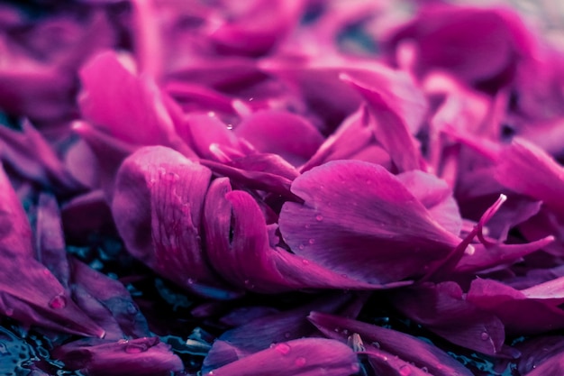 Abstract floral background purple flower petals in water