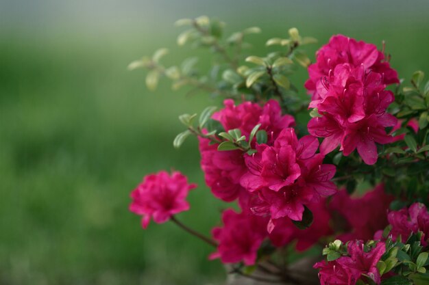 Abstract floral background red flowers