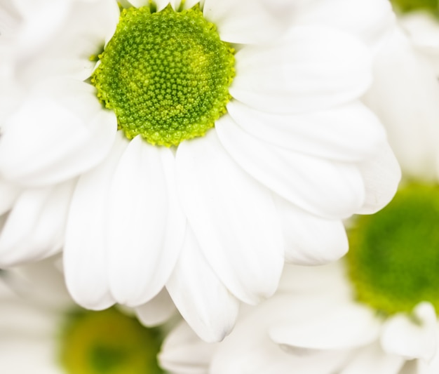 Abstract floral background white chrysanthemum flower petals macro flowers backdrop for holiday