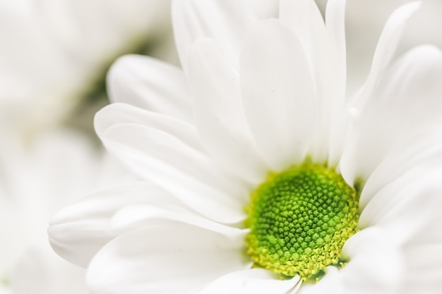 Abstract floral background white chrysanthemum flower petals macro flowers backdrop for holiday