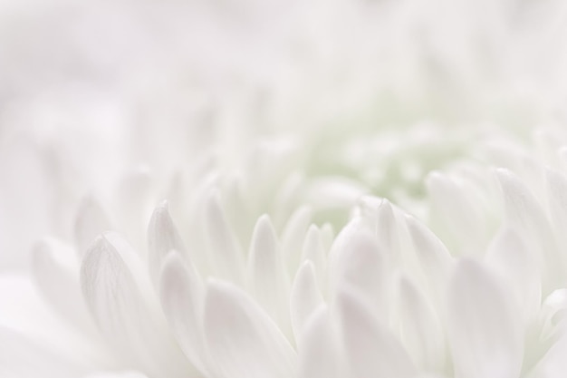 Abstract floral background white chrysanthemum flower petals