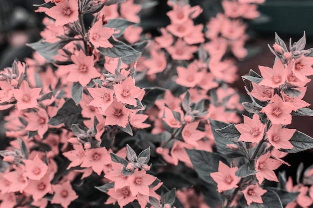 Abstract flower background - pink flowers on a background of leaves.