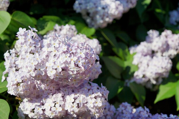 Abstract flowers on bushes of a blossoming lilac in the spring