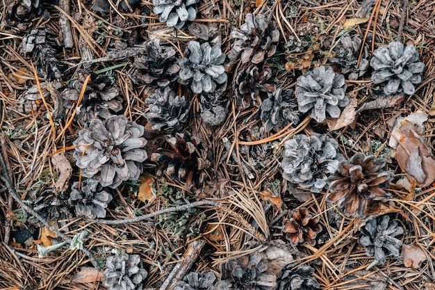 Abstract gray forest background. Natural organic pattern