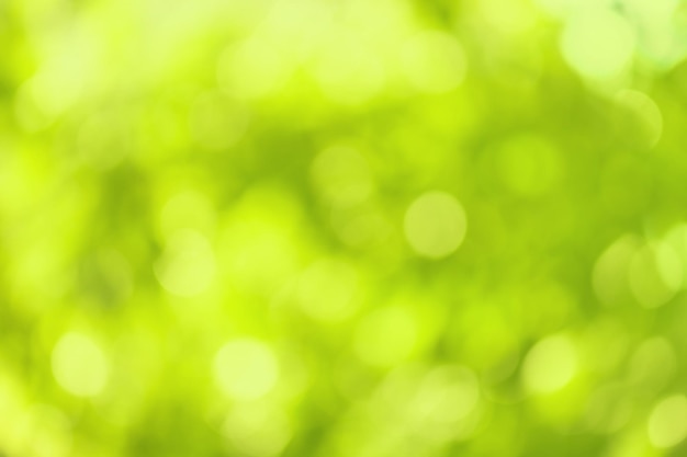 Abstract green bokeh background on sunshine background Amazing green plants blurred greenery background