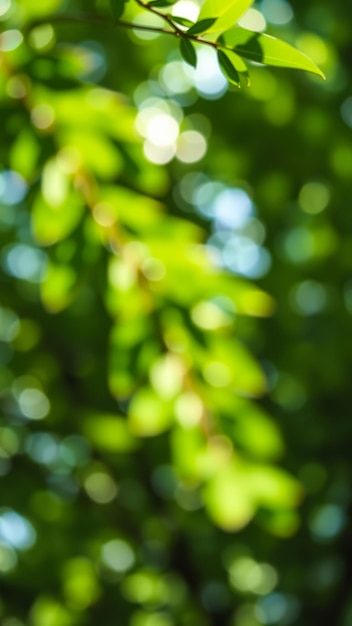 Photo abstract green bokeh background