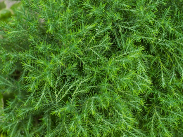 abstract green bokeh nature background from pine leaf