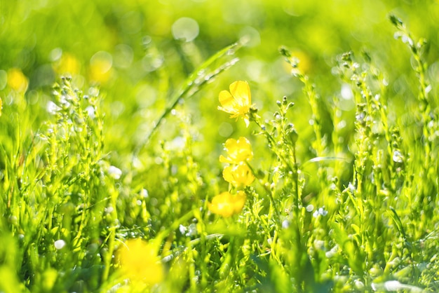 Abstract green Fresh grass and wild small yellow flowers field with abstract blurred foliage and bright summer sunlight