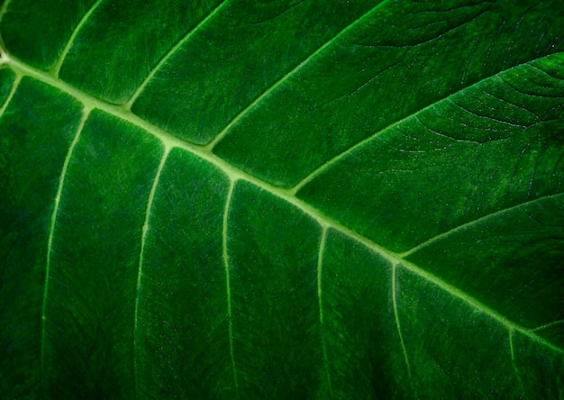 Abstract green leaf texture background