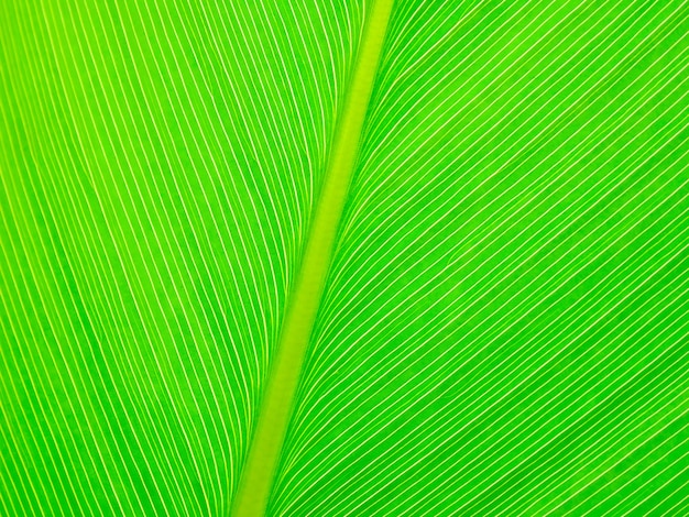 Abstract green leaf texture background