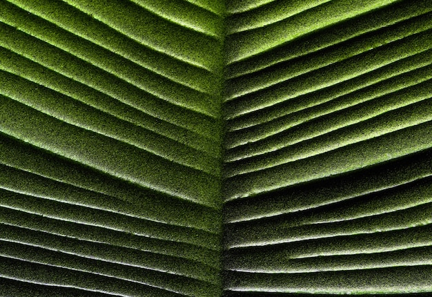 abstract green leaf texture background 