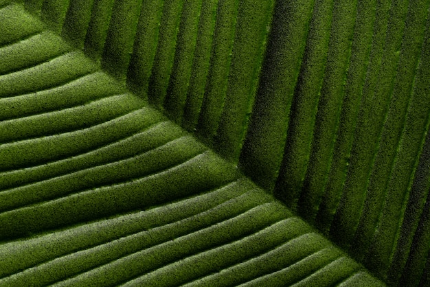 abstract green leaf texture background