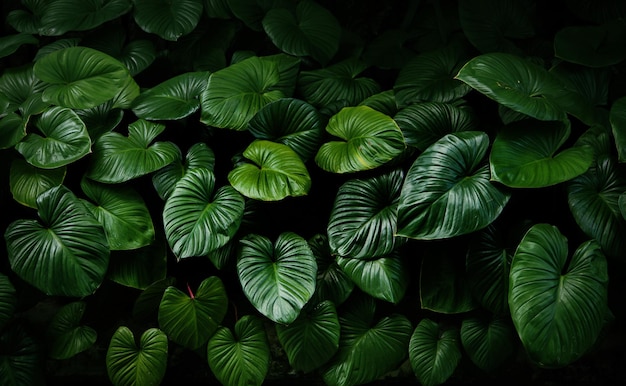 Abstract green leaf texture nature background green tropical leaf