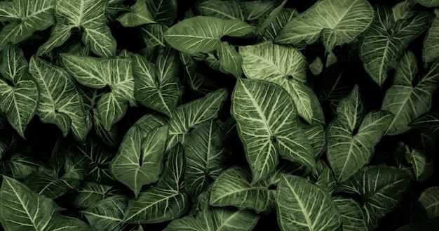 abstract green leaf texture nature background tropical leaves