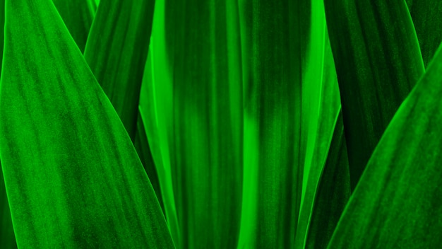 Abstract green leaves nature background