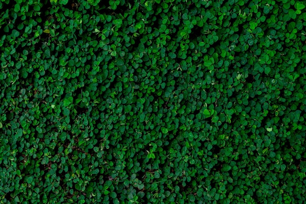 Abstract green leaves texture nature background