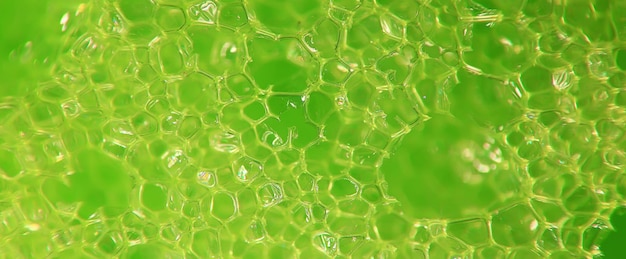 abstract green macro background of a molecule