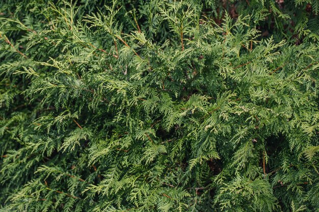 Abstract green thuja background Evergreen coniferous tree