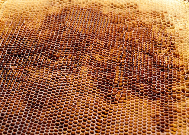 Abstract hexagon structure is honeycomb from bee hive