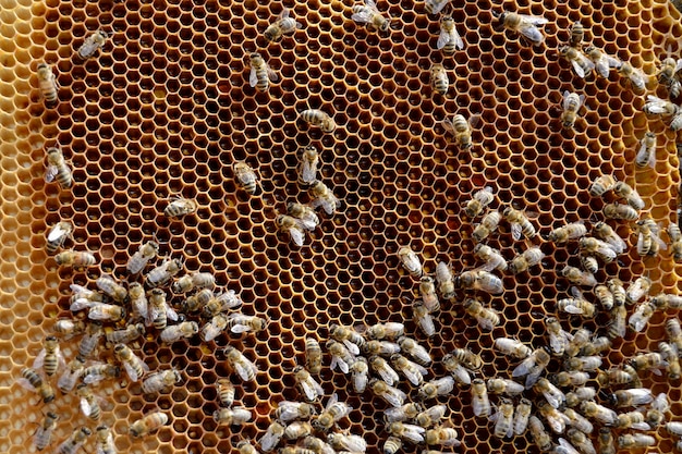 Abstract hexagon structure is honeycomb from bee hive