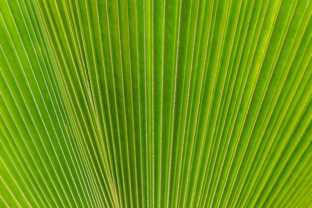 Abstract image of green palm tree leaf as a background 