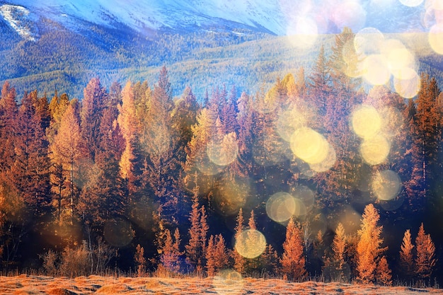 abstract landscape background autumn sun glare defocus bokeh, view sun background