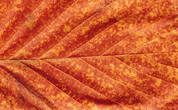 Photo abstract leaf veins with copy space . brown autumn leave close up.