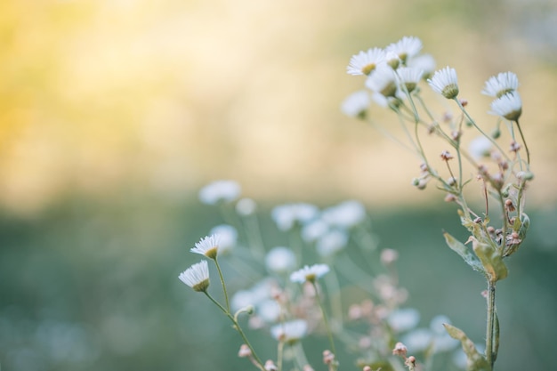 Abstract lovely daisy meadow landscape. Beautiful grass meadow fresh green blurred foliage