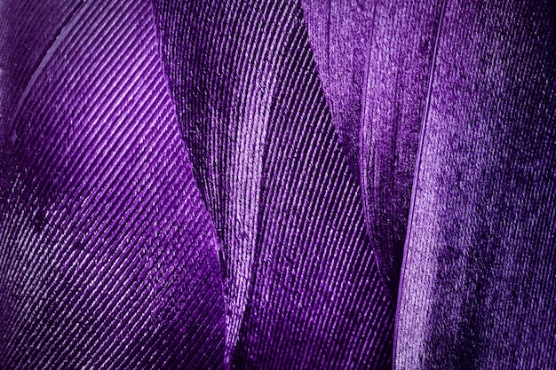 Abstract macro background from feathers Purple image