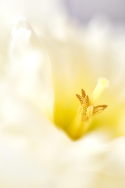 Abstract macro photo of daffodil flower Yellow daffodil petal close up