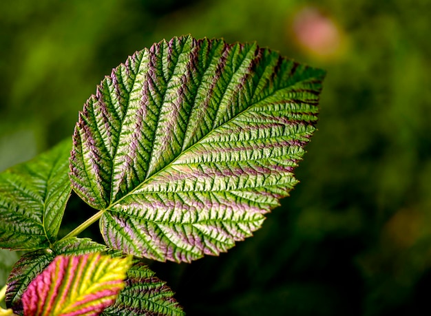 An abstract natural background of leaves