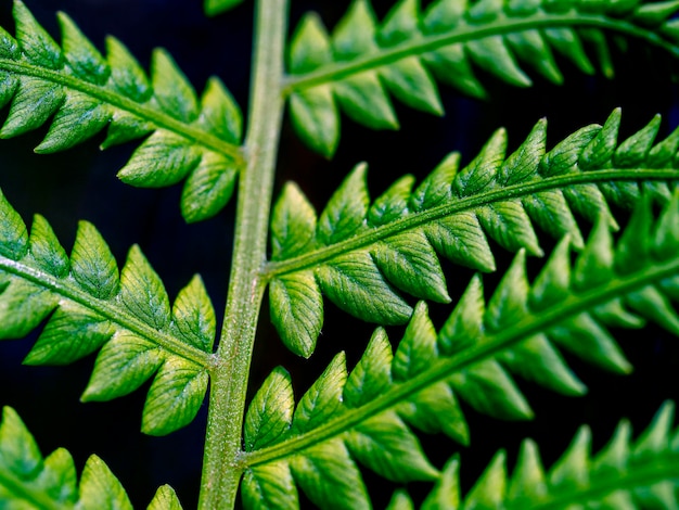 An abstract natural background of leaves