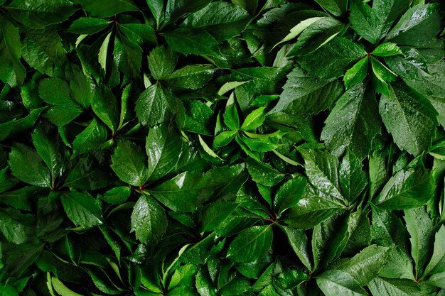 Abstract natural background wall of green foliage