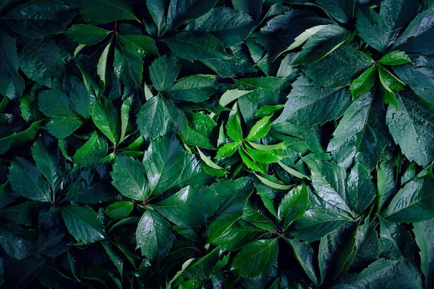 Abstract natural background wall of green foliage