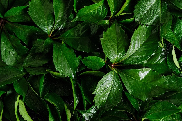 Abstract natural background wall of green foliage