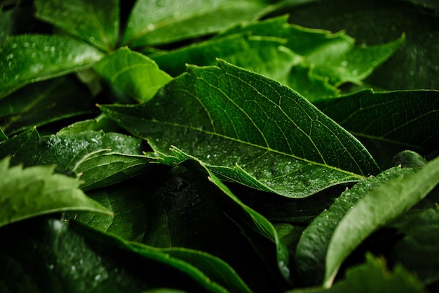 Abstract natural background wall of green foliage