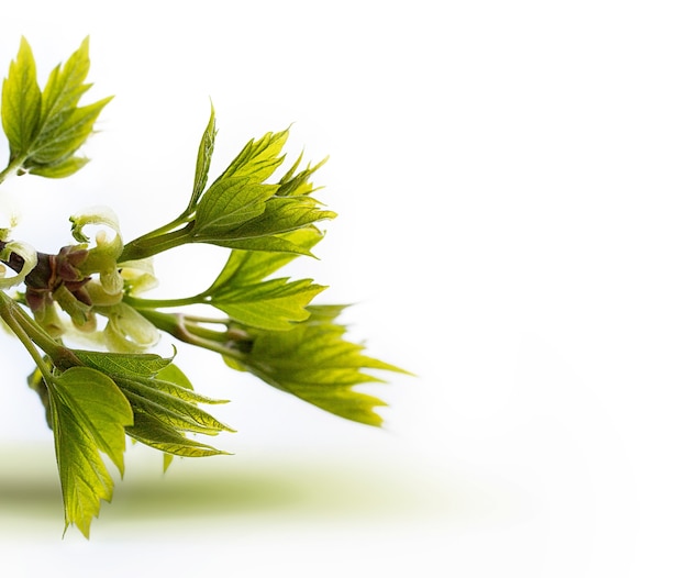 Abstract natural background with branch and leaves on white background