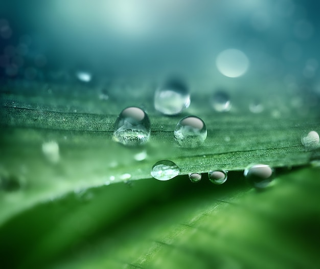 Abstract natural background with drops of dew on a close-up sheet