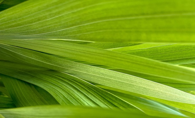 Abstract Natural Background