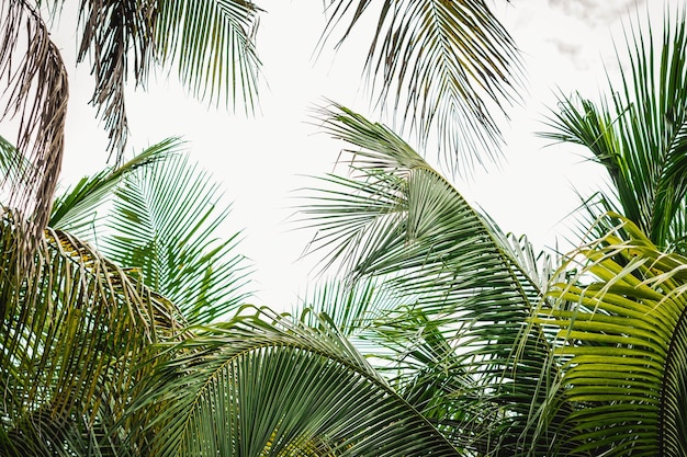 Abstract natural wallpaper background real tropical palm tree bottom view large lush green leaves texture detail minimalism exotic design for eco spa environmental product freedom journey lifestyle