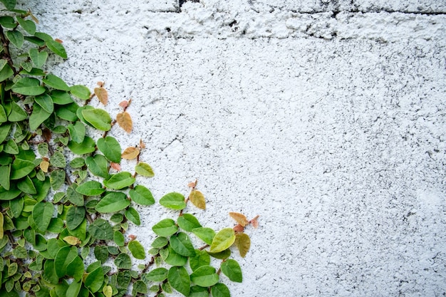 The abstract nature background copyspace of  green Creeper Plant on a white wall.