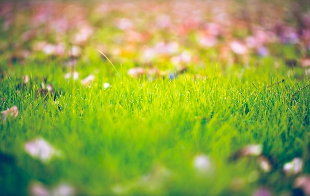 Abstract nature background with grass in the meadow and sunset