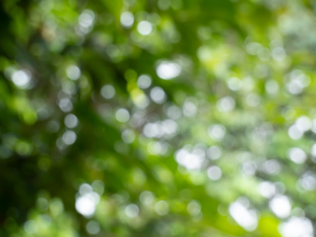 abstract nature bokeh background beautifully blurred green spring leaves