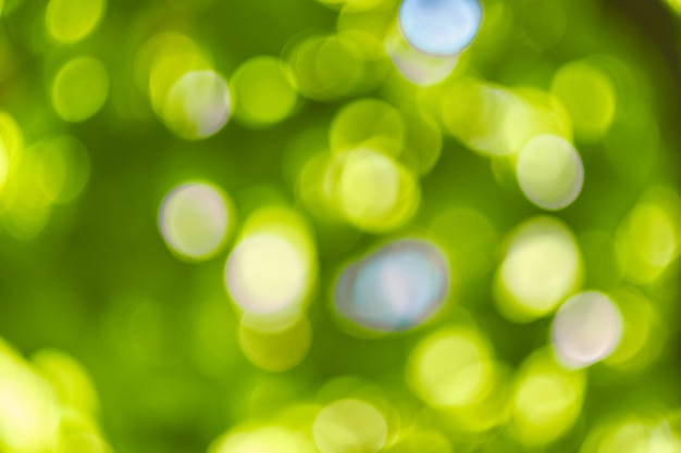 Abstract nature bokeh background green foliage of the forest Green nature in blurry style for creative design