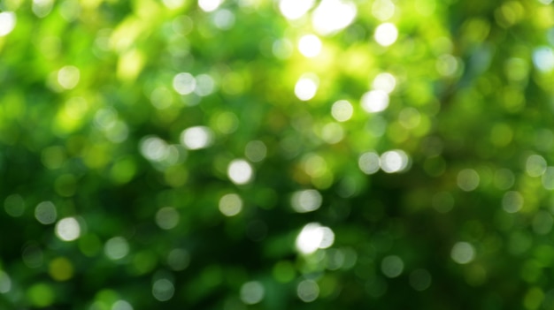 abstract nature bokeh background green spring leaves beautifully blurred into green bokeh