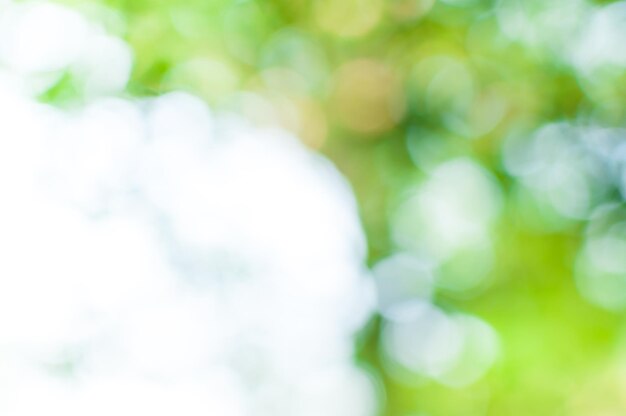 Abstract nature green bokeh from tree backgroundfor background