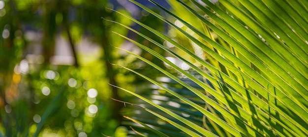 Abstract nature leaves, tropical palm tree leaves closeup, sunny blurred green foliage. Natural sun