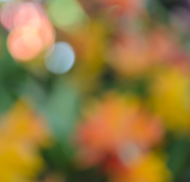 Abstract nature light background of defocus flower on spring