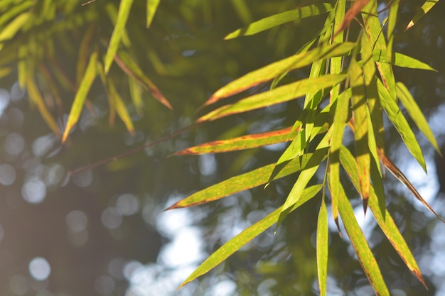 Abstract, nature, sun light