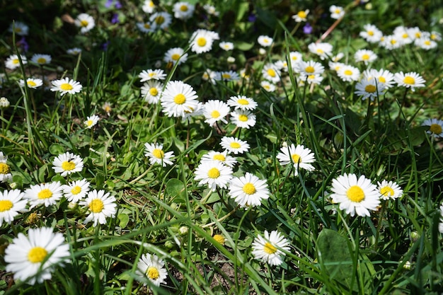 Abstract pattern of beautiful wild daisy white flower use for backdrop or background in natural environment